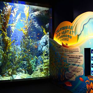 Californian Kelp Habitat
