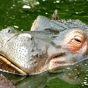 Hippopotamus; Whipsnade; 11th June 2016