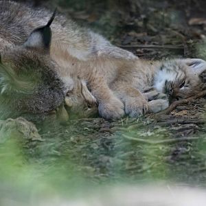 Canada Lynx mom and kits