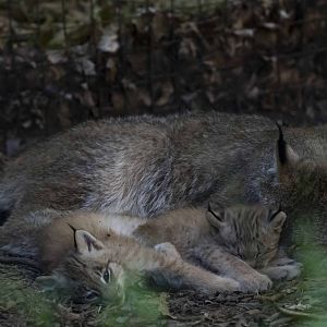 Canada Lynx mom and kits