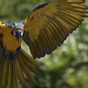 Blue and Yellow Macaw (Bird show)