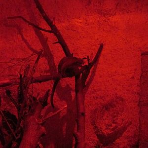 kinkajou zoologico del altiplano