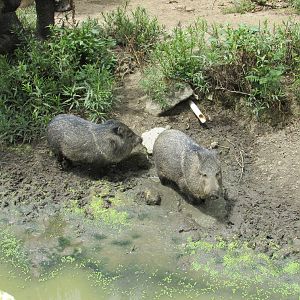 collared peccary zoologico del altiplano