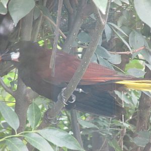montezuma oropendula zoologico del altiplano