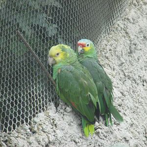 confiscated parrots zoologico del altiplano