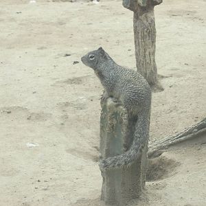mexican ground squirrel zoologico del altiplano