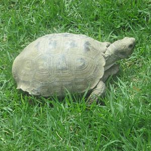 mexican desert tortoise zoologico del altiplano