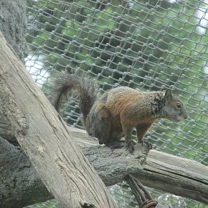 mexican red bellied grey squirrel zoologico del altiplano
