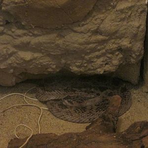 huamantla rattlesnake zoologico del altiplano