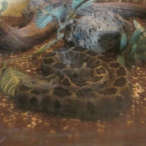mexican small headed rattlesnake zoologico del altiplano