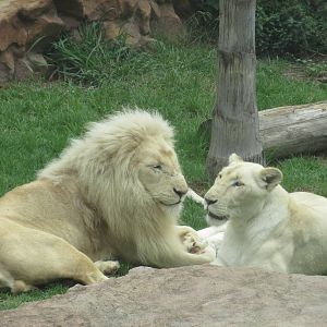 white lions zoologico del altiplano