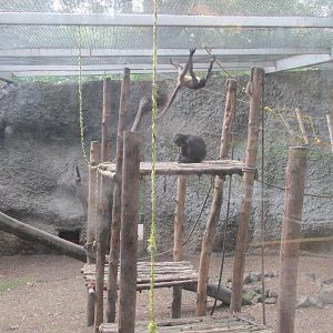 mexican spider monkeys zoologico de altiplano