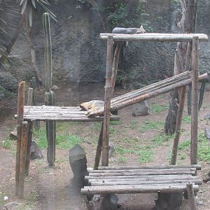grey fox zoologico del altiplano