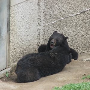 black bears zoologico del altiplano