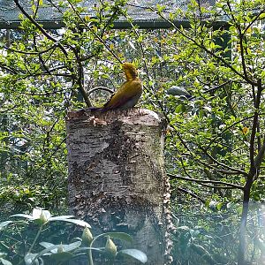 Greater yellow-naped woodpecker