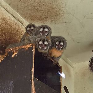 Southern Bolivian Night monkeys
