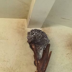 Brazilian porcupine