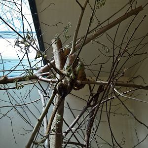 Western pygmy marmoset