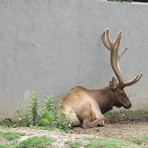 elk zoologico del altiplano