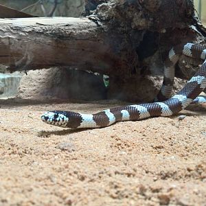 California kingsnake