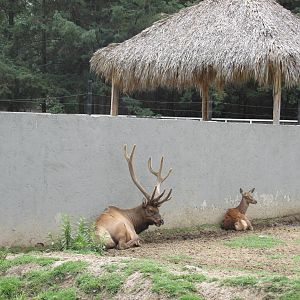 elk zoologico del altiplano