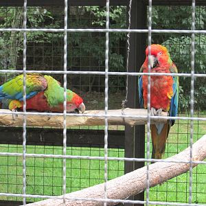 hybrid macaws zoologico del altiplano