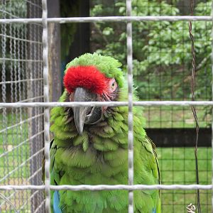 mexican military macaw zoologico del altiplano