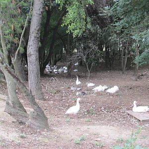 waterfowl zoologico del altiplano