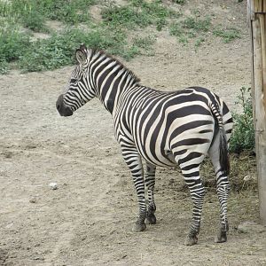 grant?s zebra zoologico del altiplano