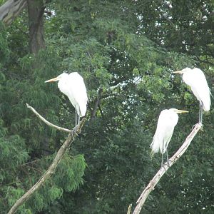 egrets zoologico del altiplano