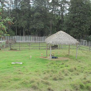 blackbuck pen zoologico del altiplano