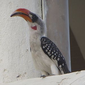 Jackson's hornbill