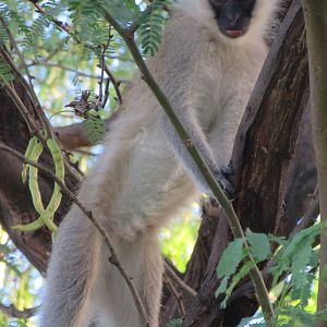 Vervet monkey
