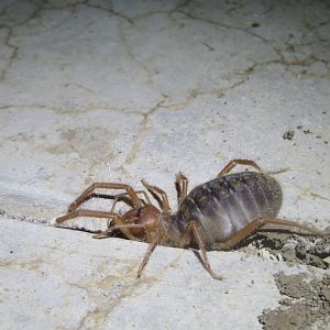 Camel spider