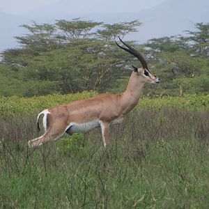 Grant's gazelle