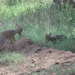 Naivasha dikdik