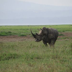 Southern white rhino