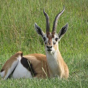 Thomson's gazelle