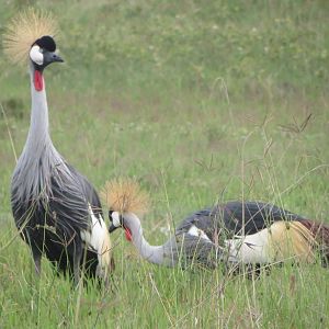 Grey crowned crane