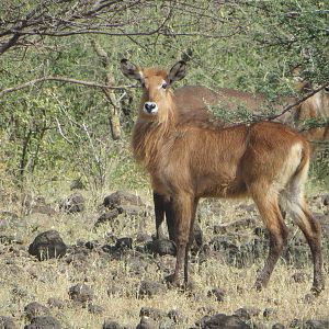 Defassa waterbuck
