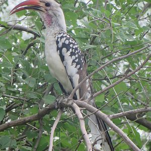 Red-billed hornbill