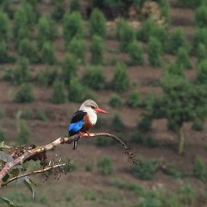 Grey-headed kingfisher
