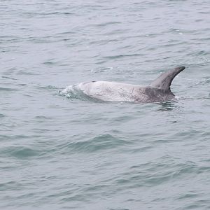 Risso's Dolphin - Monterey Bay