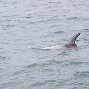 Risso's Dolphin - Monterey Bay