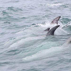 Risso's Dolphin - Monterey Bay