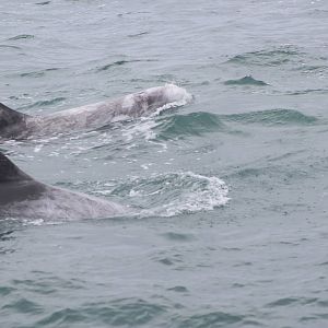 Risso's Dolphin - Monterey Bay