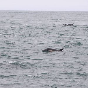 Long-beaked Common Dolphins - Monterey Bay