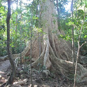 A large tree - Cat Tien