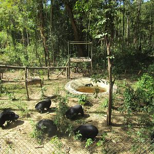 Asiatic Black Bears, Bear Sanctuary - Cat Tien