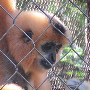 Yellow-cheeked Gibbon, Bear Sanctuary - Cat Tien